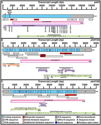 Identification and Expression Analysis of the Complete Family of Zebrafish pkd Genes